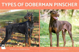 Goré is situated 6 km northwest of dobaman. Types Of Doberman Pinscher All Breed Variations With Photos