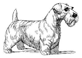 Application of cotton and wool on 100% linen fabric. Coloring Page Dog Sealy Hamterrier Free Printable Coloring Pages Img 30129