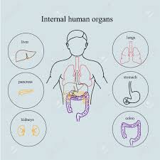 Menschliche anatomie mit internem organ, vektorillustration stockvektoren 162103628 aus depositphotos' kollektion von millionen erstklassiger stockfotos, vektorgrafiken und illustrationen mit hoher auflösung herunter. Innere Organe In Einem Menschlichen Korper Anatomie Des Menschen Medical Infografiken Lizenzfrei Nutzbare Vektorgrafiken Clip Arts Illustrationen Image 63523229