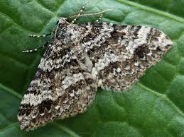 Image result for Mesotype parallelolineata