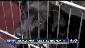 Occasionally they will cost more. Indianapolis Animal Care Offering Free Adoptions In August