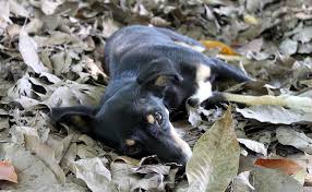 Quand et comment traiter ? L Epilepsie Chez Le Chien Causes Symptomes Traitements Et Prevention