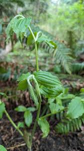 Image result for Wahlenbergia hookeri