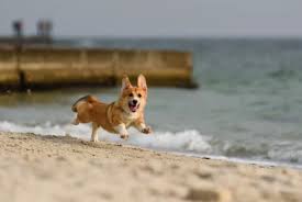 This popular mexican name would be adorable. 50 Female Dog Names That Start With B The Paws