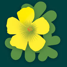 Image result for Bergia capensis