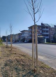 nuove piante e arrbusti lungo viale Mrini Archives - arteventinews.it