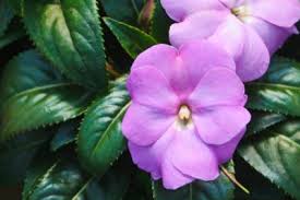 Although new guinea impatiens require afternoon shade in all but the coolest climates, the plants benefit from morning sunlight. How To Germinate New Guinea Impatiens Seeds Planting New Guinea Impatiens Seeds