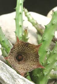 Image result for Huernia leachii