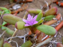 Image result for Sesuvium