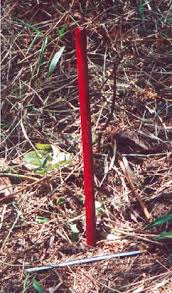 Image result for Kotschya uguenensis