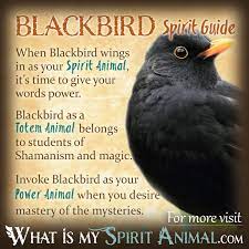 Blackbird Symbolism Meaning Blackbird Spirit Totem Power Animal