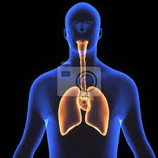 3d Illustration Menschlichen Korper Lunge Leinwandbilder Bilder Medicals Doppelpunkt Darm Myloview De