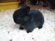See reviews, photos, directions, phone numbers and more for rabbits for sale petsmart locations in vineland, nj. 45 Netherland Dwarf Rabbits Ideas Netherland Dwarf Dwarf Rabbit Cute Bunny