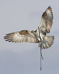Birds Of Prey Cape Cod Osprey Photo By Photographer Dennis Binda Photo Net Beautiful Birds Birds Of Prey Pet Birds