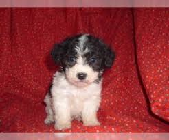 Visit our website to see the latest litters and read all about adorable cavachons. Cavachon Puppies For Sale In Texas Usa Page 1 10 Per Page Puppyfinder Com