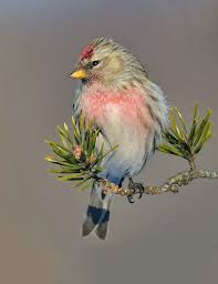 Kuslar The Birds Panosundaki Pin