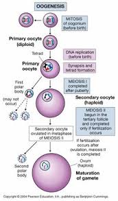 One common treatment is rodding surgery, where a metal rod is inserted into a long bone to strengthen and prevent deformity. 16 Ap3 Ideas Midwifery Nursing Education Anatomy Art