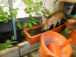 Wie kann ich füchse aus meinem garten vertreiben? Der Fuchs Im Garten Gartenbob De Der Garten Ratgeber