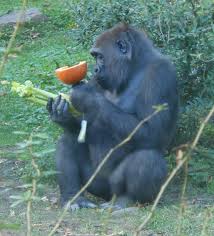 Cool Gorilla Facts For Kids Kids Play And Create Facts For Kids Gorilla Animal Facts