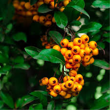 Image result for Pyracantha coccinea soleil d'or