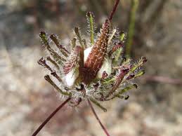 Image result for Cyrtorchis glaucifolia