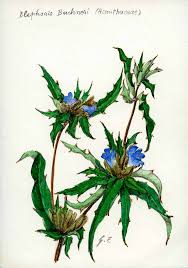 Image result for Blepharis buchneri