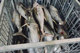 Jelaskan upaya pemerintah meningkatkan ekonomi kreatif. Upaya Pemerintah Tingkatkan Produksi Kelautan Dan Perikanan Di Maluku Utara