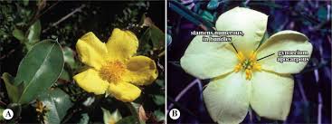 Image result for Napoleonaea angolensis