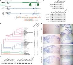 We did not find results for: Microrna Degradation By A Conserved Target Rna Regulates Animal Behavior Nature Structural Molecular Biology