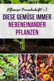 28 Gemusearten Und Ihre Wirksamsten Mischkultur Partner Beispielplan Wurzelwerk Mischkultur Schadlinge Im Garten Gemuse Anpflanzen
