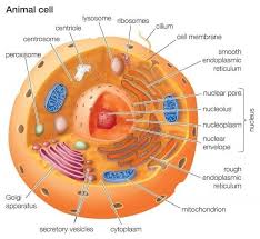 Labeled Cell Diagram Animal Cell Animal Cells Model Animal Cell Project