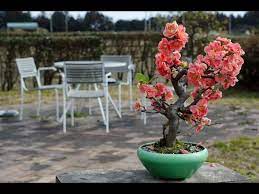 A very compact hybrid flowering quince, chaenomeles x superba 'texas scarlet' is a small, spreading, deciduous shrub with abundant clusters of fiery red flowers, up to 1.5 in. Flowering Quince Bonsai Chaenomeles Speciosa Youtube