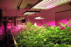 Also, remember to remove the humidity dome after all of the seeds have germinated and started to grow. How Long To Keep Grow Lights On Indoor Plants Length Of The Light Dark Cycle