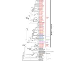 Image result for Aizoon schellenbergii