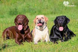 Il cane da pastore maremmano abruzzese è un cane rustico, selezionato nel corso dei millenni per accompagnare le greggi durante la pericolosa transumanza, un lavoro che compiva già in epoca romana. Cane Simile Al Labrador Quali Razze Gli Assomigliano Cani E Gatti