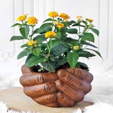 Jan 04, 2019 · 10 indoor flowering plants that grow the best in india 1. Flowering Plants Online India Indoor Flower Plants For Home