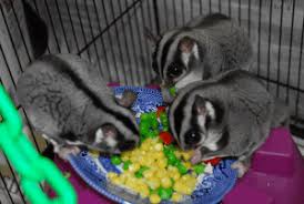 Adding An Intact Male To A Neutered Male Female Pair Dear Arnold Can Solar Flares Affect Sugar Glider Behavior Suncoast Sugar Gliders