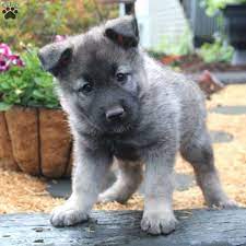 Toby Greenfield Puppies Elkhound Puppies Norwegian Elkhound Puppies