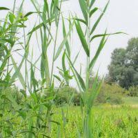Image result for Phragmites mauritianus