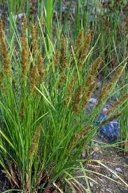 Image result for Carex angolensis
