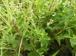 Image result for Ocimum lamiifolium