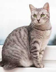 Les chats persans gris sont généralement très affectueux et calmes, ils aiment être en compagnie, ils attirent donc toujours l'attention de leurs compagnons humains et recherchent leurs caresses. Couleur Des Chats