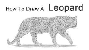 How to draw a leopard step by step. How To Draw A Leopard