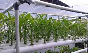 Check spelling or type a new query. 4 Cara Menanam Hidroponik Kangkung Tanpa Repot Star Farm International
