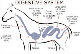 Animal Digestive System Infographic Google Kereses Horse Anatomy Horse Colic Horse Lessons