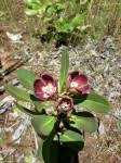 Image result for Glossostelma carsonii