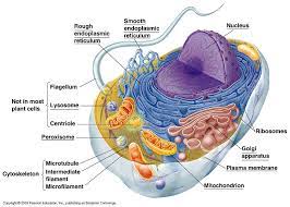Animal cell model and parts of the animal cell. Animal Cells Animal Cell Cell Model Cell Biology