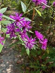 Image result for Vernonia stenocephala