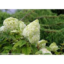 Proven Winners 4 5 In Qt Gatsby Moon Oakleaf Hydrangea Quercifolia Live Shrub White To Green Flowers Hydprc3607800 The Home Depot Oakleaf Hydrangea Hydrangea Quercifolia Planting Hydrangeas