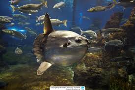 Sharks and rays can be heavier, but they. Mola Mola Mondfisch